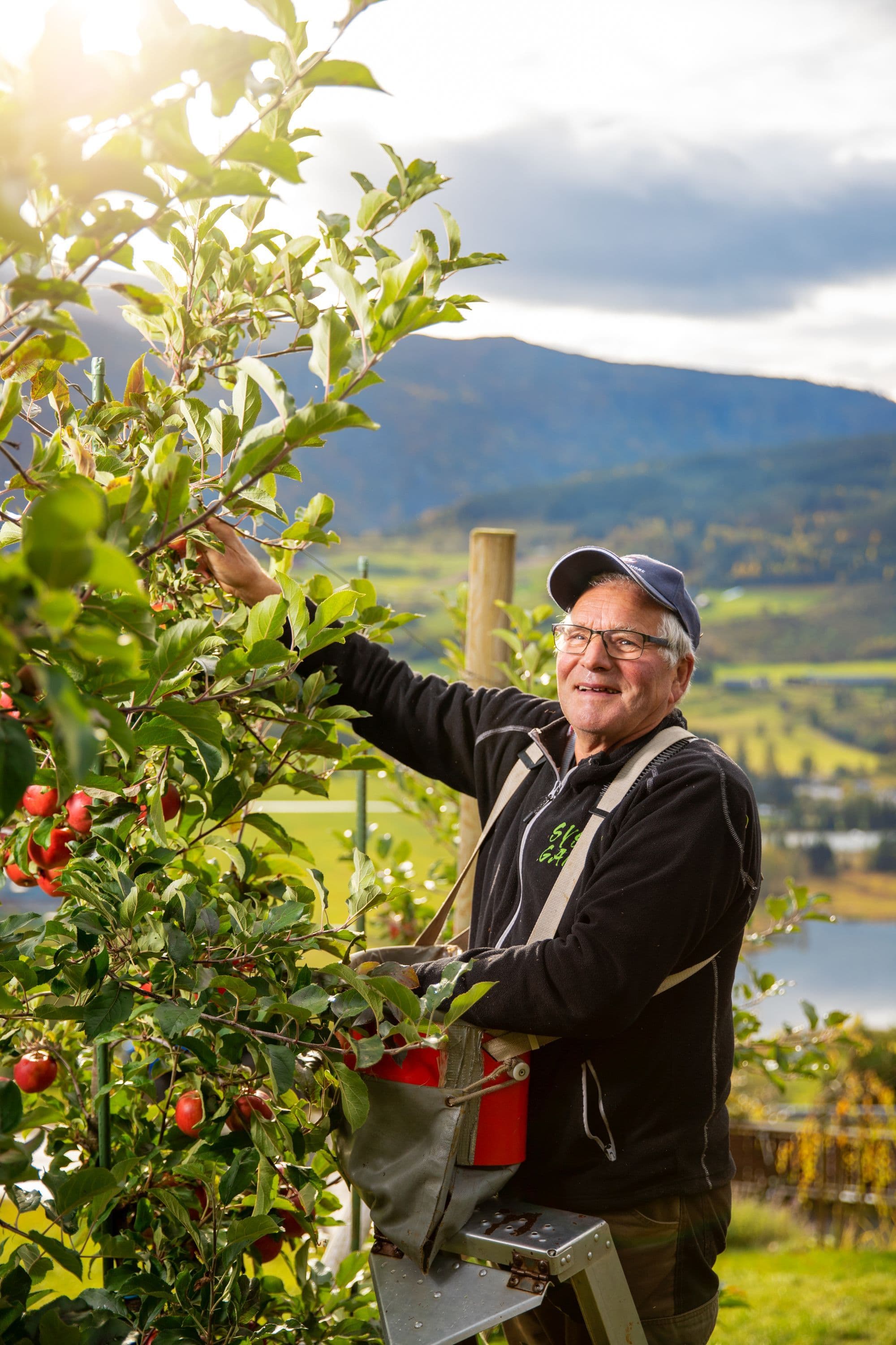 Elderly man smiles while picking apples in sunny orchard.