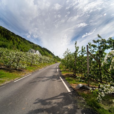 National Tourist Route Hardanger, fruit trail in Hardanger - the Hardangerfjord in a nutshell,  Norway