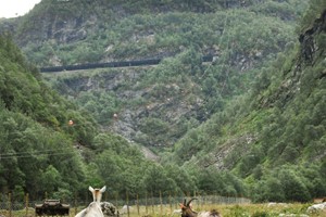 Flåm Zipline, Flåm Railway and bike ride  - the goats are waiting for the zip - Things to do in Flåm, Norway