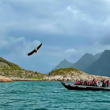Havørn Safari til Trollfjorden – RIB