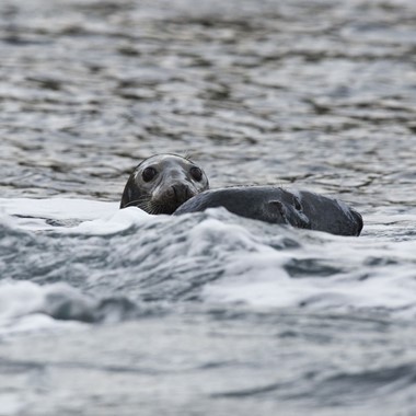Seals in the Trollfjord - Norway
