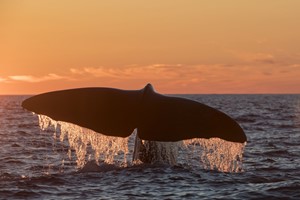 Wal in Sonne, Andenes, Norwegen