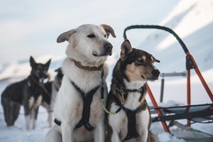Hundeschlittenfahrten in Tromsø - Norwegen