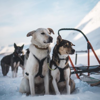Hundeschlittenfahrten in Tromsø - Norwegen