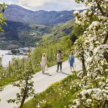 The cider path  in Ulvik, Hardanger, Norway
