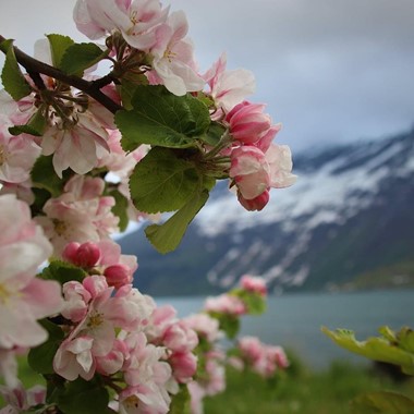 Blühen in Hardanger - Lofthus, Hardangerfjord, Norway
