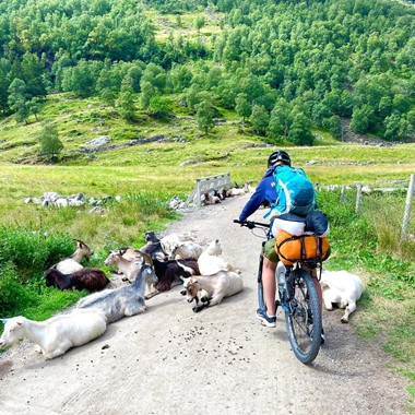 Zug-, Zip- und Fahrradtour in Flåm - treffen Sie "die Einheimischen" - Flåm, Norwegen