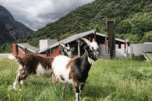 Goats at the Norwegian Nature Center Hardanger - Trip to Vøringsfossen from Eidfjord, Hardangerfjord - Norway