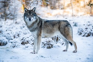 Wolf - Winter im Zoo und Vergnügungspark Dyreparken in Kristiansand, Norwegen