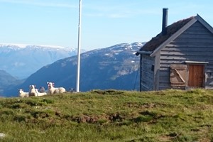 Kiellandbu with Sheeps - Hike to Kiellandbu from Voss - Voss, Norway