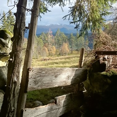 Gate in Skog - Guided mountain hike to Sverrestigen from Voss - Voss, Norway