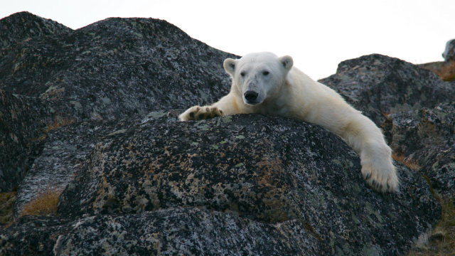 polar bear Svalbard