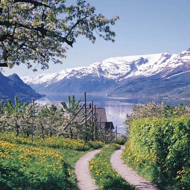 Fruit-trees blossoming in Hardanger - Lofthus, Hardangerfjorden
