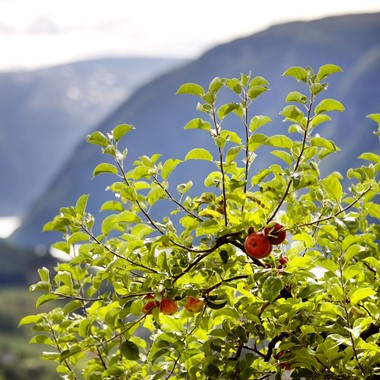 Äpfel in Hardanger - Hardangerfjord, Norwegen