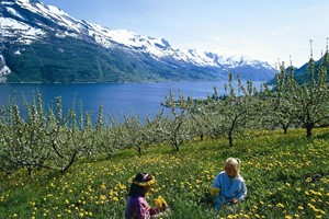 Blumenwiese in Hardanger - Der Hardangerfjord, Norwegen