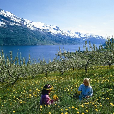 Pradera florida en Hardanger - El fiordo de Hardanger, Noruega