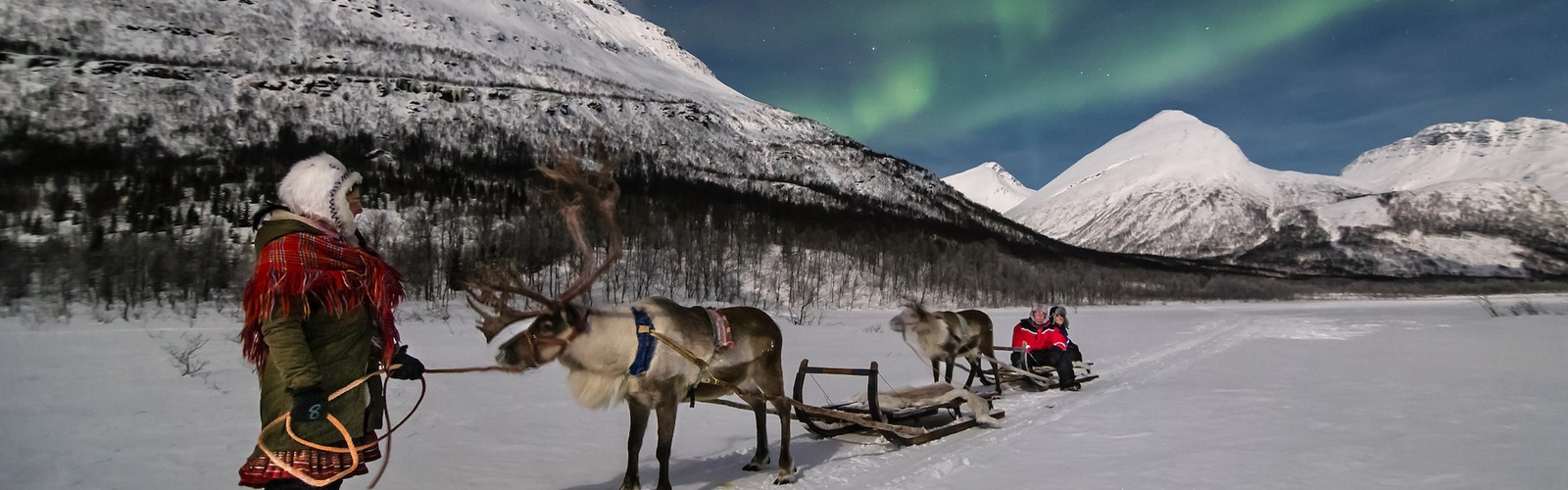 Reindeers & Northern Lights