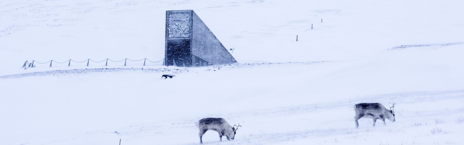Reinsdyr Beiter Foran Frolageret Svalbard 102016 99 0092 Foto Renato Granieri