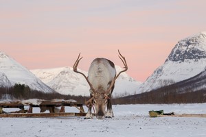 Reindeer In The Sunset - Tromsø, Norway