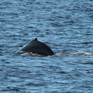 Erleben Sie Wale auf einer Walsafari in Tromsø - Aktivitäten in Tromsø, Norwegen