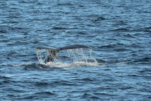 hings to do in Tromso - Whale watching - Tromsø