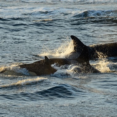 Hvalsafari i Tromsø - opplev hvaler i bølgene - Ting å gjøre i Tromsø