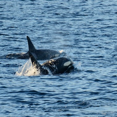 Verspielte Wale auf einer Walsafari in Tromsø – Aktivitäten in Tromsø, Norwegen