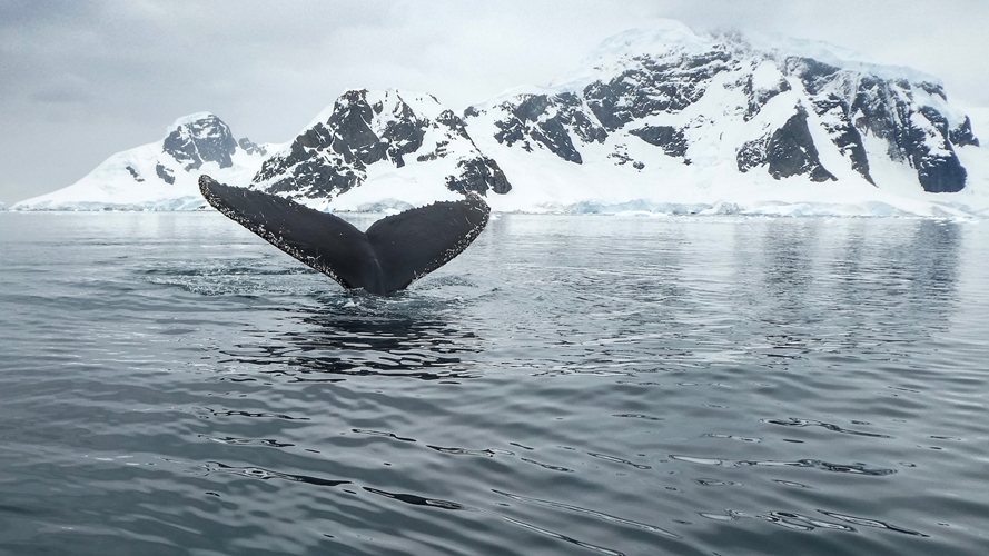 Crucero de avistamiento de ballenas silencioso