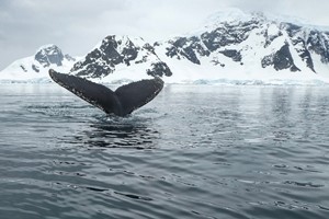 Hvalsafari i Tromsø - opplev hvaler - Ting å gjøre i Tromsø