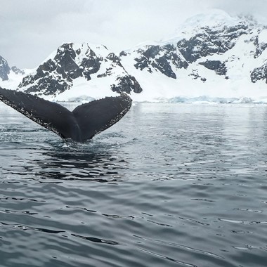 Safari para ver ballenas en Tromsø - Experiencia con ballenas - Actividades en Tromsø, Noruega