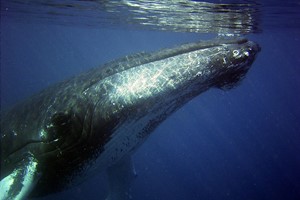 Wal unter Wasser- Walsafari in Tromsø- Aktivitäten in Tromsø; Norwegen