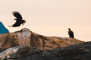 Sea eagles - Cruise to the Trollfjord from Svolvær - Activities in Lofoten, Norway