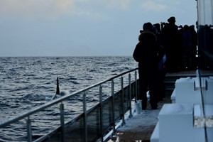 Things to do in Tromsø - quiet whale safari, on deck - Tromsø, Norway