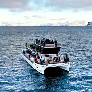 Ting å gjøre i Tromsø - Hvalsafari med stille hybridbåt - Tromsø