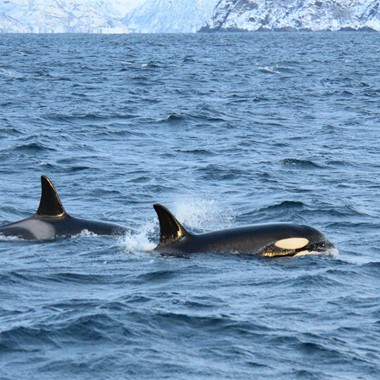 Killer whales, a beautiful sight -Activities in Tromsø - Whale watching in Tromsø, Norway