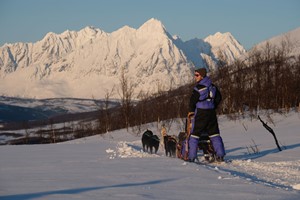 Hundesledetur i Tromsø