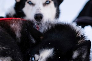 Safari con huskies por Tromsø, Tromsø - Noruega