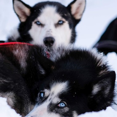 Safari con huskies por Tromsø, Tromsø - Noruega