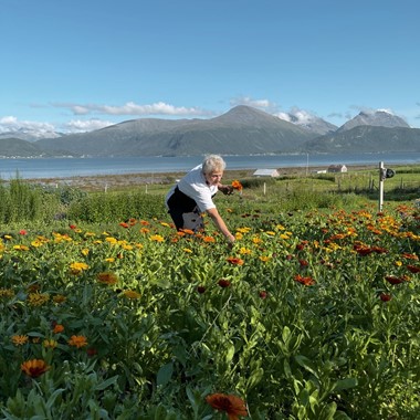 Blumenwiese in Tromsø, Norwegen