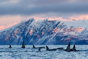 Killer whales on the move - Whale safari in Skjervøy - Tromsø, Norway