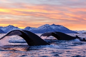 Sunset - Whale watching in Skjervøy, Tromsø, Norway