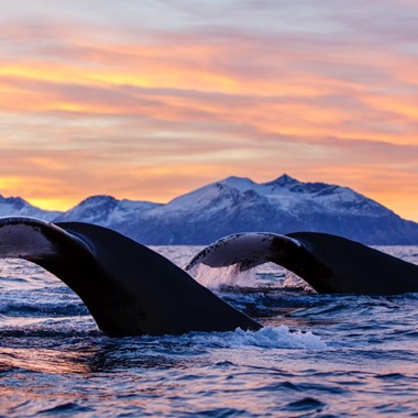 Actividades en Tromsø - Ballenas bajo la puesta de sol - Avistar ballenas en Skjervøy, Tromsø, Noruega