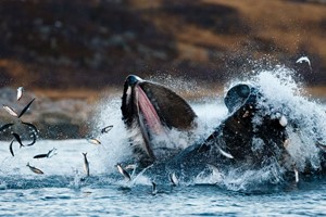 Activities in Tromsø -Catching some herring - Whale atching in Skjervøy, Tromsø - Norway