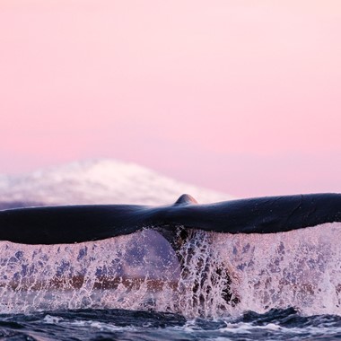 Whale - Whale safari Skjervøy, Tromsø - Norway