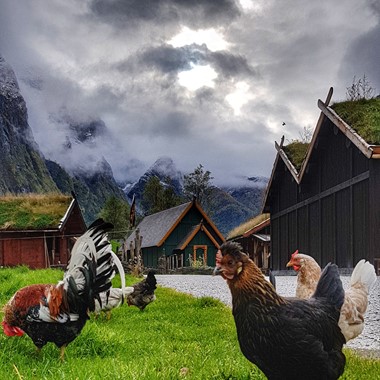Gallinas en una granja vikinga - Fiestas vikingas medievales - Noruega